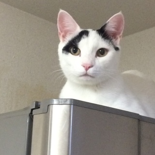 『ハチ』犬、猫も大丈夫です！