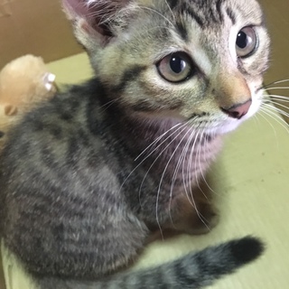 【里親募集！】　三ヶ月のキジトﾗ子猫ちゃん達。