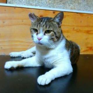 オトチャン　おっとりした甘えん坊さんです