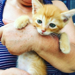 わんぱく茶トラの「むー君」