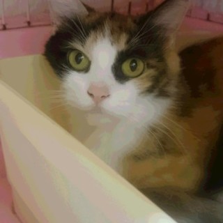 ノルウェージャンF☆パトラ☆女の子5歳・中長毛