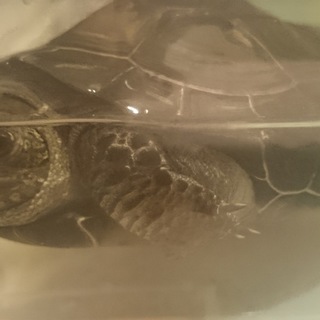 迷いカメの里親募集(現在交渉中)