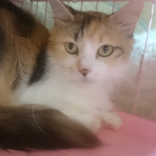 ラガマフィン☆ミモザ☆女の子5歳