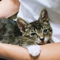 子猫の里親募集