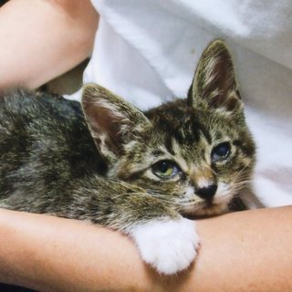 子猫の里親募集