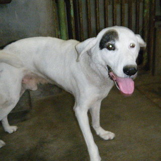 ちょっとやんちゃで甘えん坊のまろくん