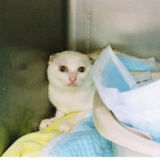 子猫の里親募集