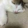 おつかれいち