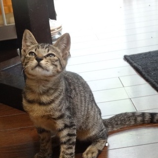 キキ、たくさん遊んでくださる方を探しています。