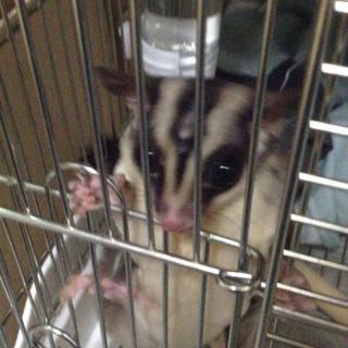 ※再募集　フクロモモンガの男の子