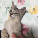 人が大好き！やんちゃな子猫