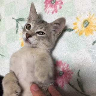 人が大好き！やんちゃな子猫