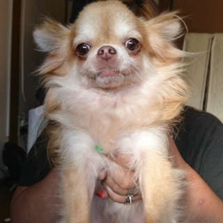 可愛い女の子のチワワ七歳