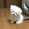 マルチーズ オス 生後3ヶ月過ぎ