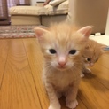 子猫の里親さん募集