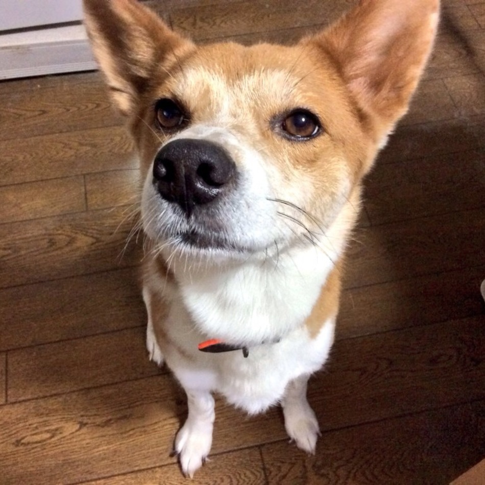 レオンのカバー写真