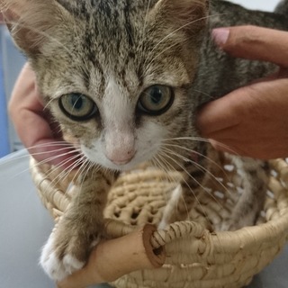 キジトラ白の元気いっぱいな仔猫（男の子）