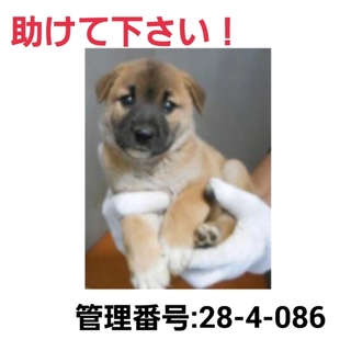 小さな命を救って下さい①助けて下さい!!