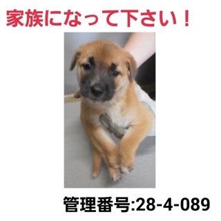 小さな命を救って下さい④助けて下さい!!