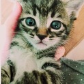 激かわキジちゃん