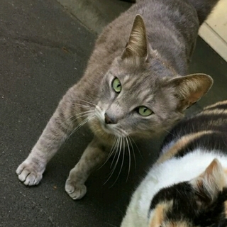 人懐こいイケメンねこです！
