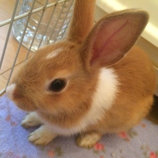 ミニウサギ パルくん（仮）