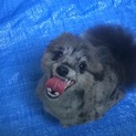 ９ヶ月のポメラニアン