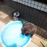 水遊び♪　プールがちょうどいい感じ