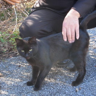 くろねこちゃんの里親募集！