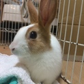 里親さん決定！ミニウサギ ピノちゃん