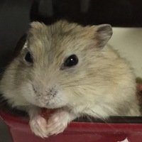 ハムちゃん