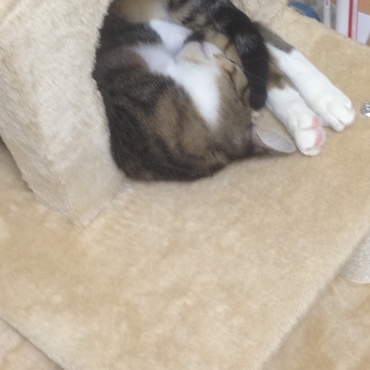 頭だけひっくり返ってスヤスヤ