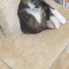 頭だけひっくり返ってスヤスヤ