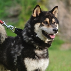 やっと見つかった問題行動（笑）