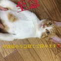 保護猫