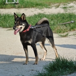 イケメン・ルフィーが大好き♡