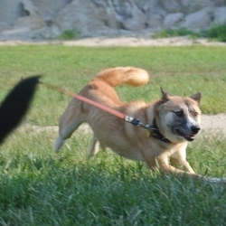 人気者ルフィー