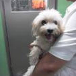 里親様決定★緊急★満室！甘えんぼマルチーズ