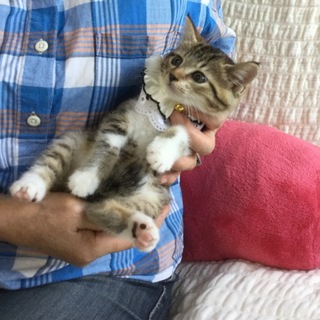 キジ柄ちゃんとハチワレちゃん