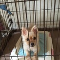 里親様が決定いたしました。