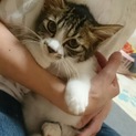 里親募集