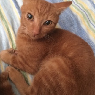 家族のように可愛がってくれる方募集☆