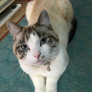 チャチャ君です