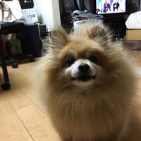 ポメ