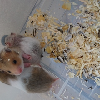 ゴールデン×キンクマ