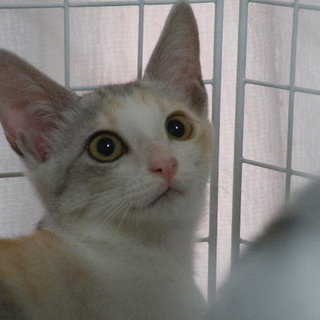 うすい色の三毛ちゃん