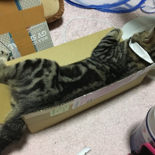 おもちこのカバー写真