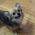 ポメラニアンとチワックスのミックスです。