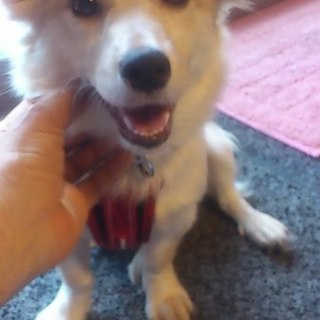 保健所から出てきたばかりの　胴長短足、可愛い女の子