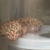 寝相いいほう
